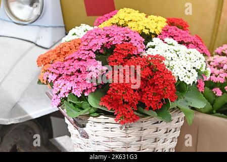 Rote, gelbe, rosa, orange kalanchoe Pflanzen in einem Korb. Stockfoto