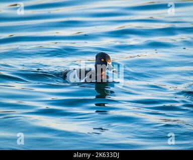 Ente mit Ringnuten schwimmt im blauen Wasser im Riparian Preserve auf der Water Ranch in Gilbert, Arizona. Stockfoto