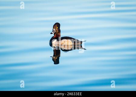 Ringelhalsente schwimmt auf blauem Wasser im Riparian Preserve auf der Water Ranch in Gilbert, Arizona. Stockfoto