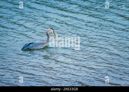 Ein großer Blaureiher hat gerade sein Essen vom Grund des Lake Pleasant im Lake Pleasant Regional Park in Arizona gefangen. Stockfoto