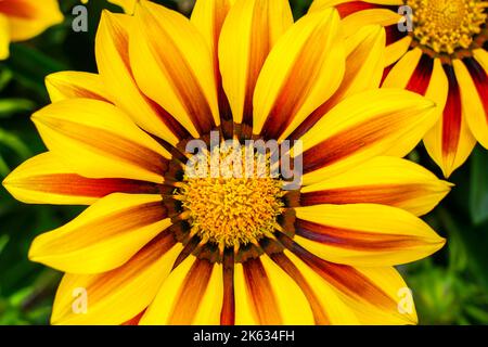 Nahaufnahme von Gazania Blume, Treasure Blume oder afrikanische Gänseblümchen, auffällige, zarte Stauden, die farbenfrohe Gänseblümchen-ähnliche Blumen zeigen Stockfoto