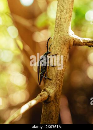 Schönes wildes schwarzes Käfer langes Horn, das auf einem Baum mit Grüns herum im Naturreservat von puerto rico humacao steht. Friedlicher und schöner Platz Stockfoto