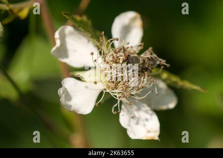 Silbrige Leafcutter-Biene (Megachile Leachella), die auf gemeiner Brombeere (Rubus fruticosus) föhnt Stockfoto