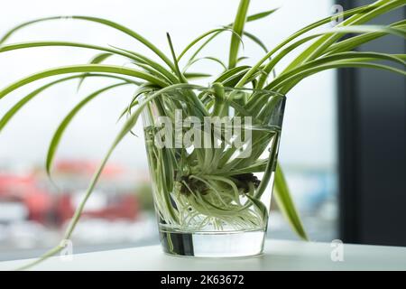 Grüne Zimmerpflanze, die im Wasserglas wurzelt. Spinnenpflanze (Chlorophytum comosus) auch als Bandpflanze, Flugzeugpflanze genannt. Stockfoto