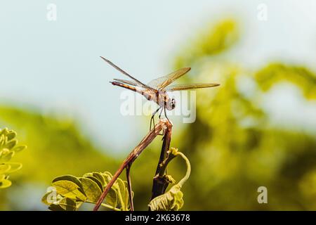 Wunderschöne wilde Libelle, die auf einem Baum mit Grünpflanzen steht, im Naturschutzgebiet von puerto rico humacao. Friedliches und schönes Hotel Stockfoto