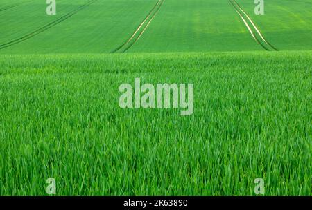 Abstraktes Bild von jungen Feldfrüchten in der Umgebung von Beacon Hill in Hampshire, England, Großbritannien Stockfoto