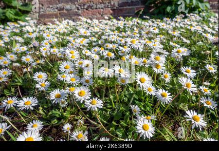 Wilde Gänseblümchen in der englischen Landschaft Stockfoto