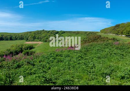 Der wunderschöne Spaziergang über den Grat vom lokalen Parkplatz zum Swyre Head, dem höchsten Punkt der Isle of Purbeck in Dorset, England, Großbritannien Stockfoto