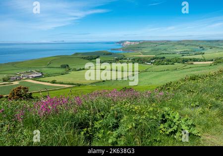 Blick von Swyre Head der höchste Punkt der Isle of Purbeck mit Blick auf die Kimmeridge Bay in Dorset, England, Großbritannien Stockfoto