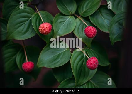 Kousa, Kousa Dogwood, chinesisch-koreanischer japanischer Dogwood. Nahaufnahme von leuchtend roten Herbstfrüchten auf dem Cornus kousa Baum im Garten Stockfoto