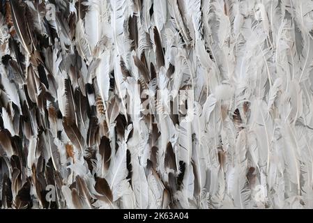 Alle Arten von Aagle-Federn an einer Wand. Stockfoto