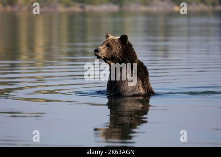 Grizzly Bären entlang des Chilko River Stockfoto