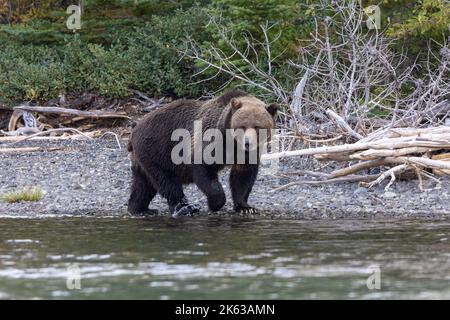 Grizzly Bären entlang des Chilko River Stockfoto