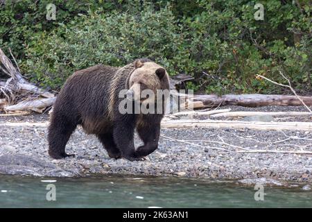 Grizzly Bären entlang des Chilko River Stockfoto