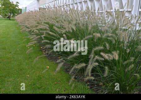 Schöne Pennisetum Gräser in einem Herbstgarten. Stockfoto