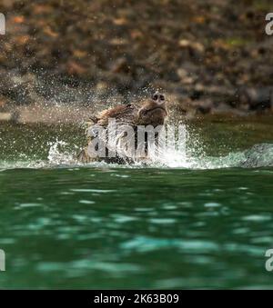 Grizzly tragen das Schütteln des Wassers aus dem Fell Stockfoto