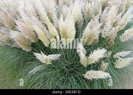 Schöne Cortaderia Gräser in einem Herbstgarten. Stockfoto