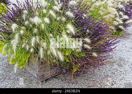 Schöne Pennisetum Gräser in einem Herbstgarten. Stockfoto