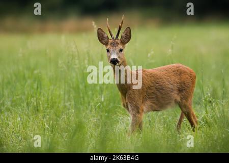 Im Sommer schaut der Rehbock aufmerksam auf einer Wiese mit grünem Gras Stockfoto