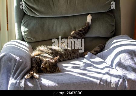 Nahaufnahme einer ausgestreckten schlafenden grau gestreiften tabby Katze auf einem mit einer Decke bedeckten Sessel mit Sonnenstrahlen, die auf ihn geworfen wurden Stockfoto