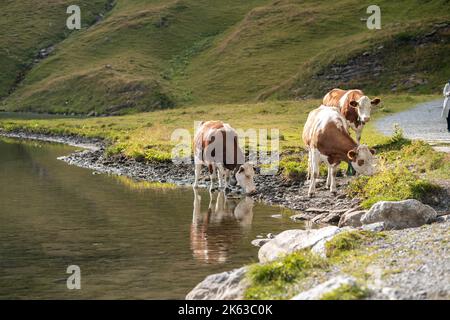 Kuh auf der Alpwiese. Jungfrau Region, Schweiz Stockfoto