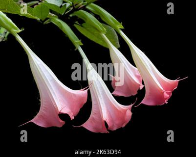 Vier Trompetenblumen auf schwarzem Hintergrund Stockfoto