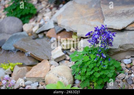 Wasser fließt über Felsen und blühende grüne Pflanze gedeiht am stärksten gestein. Stockfoto