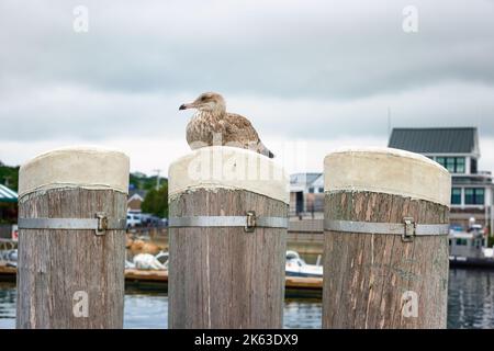 Ein jugendliches seagul sitzt auf der Mitte von drei Plymouth-Pfosten am Hafen von Plymouth. Stockfoto