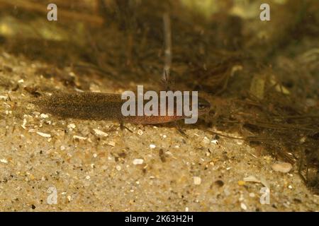 Nahaufnahme eines Larven-Japaners, der vom Aussterben bedroht ist, Riu-Kiu-Schwertschwanzmolch, Cynops ensicauda ensicauda, unter Wasser Stockfoto