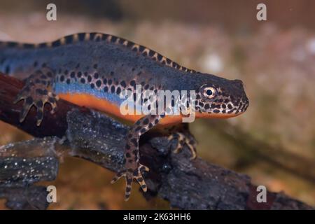 Nahaufnahme eines aquatischen, farbenfrohen blauen männlichen Alpenmolchens, Ichthyosaura alpestris unter Wasser Stockfoto