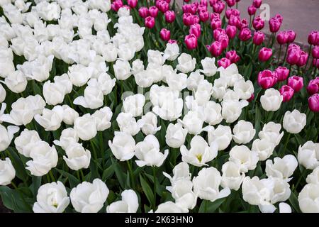 Foto von schönen leuchtend rosa Tulpen auf einem großen Blumenbett in einem Stadtgarten Nahaufnahme. Buntes Blumenpanorama. Stockfoto