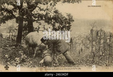 Ein Mann auf Trüffeljagd mit einem Schwein in Perigord, Frankreich. Stockfoto