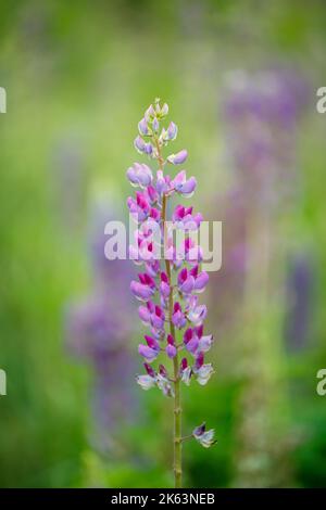 Hell schöne dekorative lila Lupine Blumen in einem grünen Garten Stockfoto