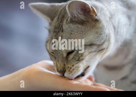 Katze essen Kaviar aus der Hand. Stockfoto