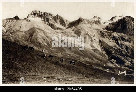 Stimmungsvolle Panoramafoto der französischen Alpen - Col de Lautaret - Rinderherde auf Weide, Massif du Galibier. Stockfoto