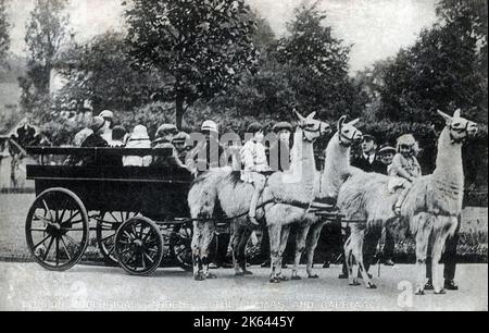 Die Llama-Kutsche in den London Zoological Gardens. Stockfoto