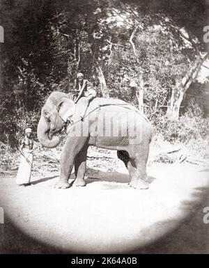 Elefanten und Mahout, Indien, 1890 von C. Stockfoto