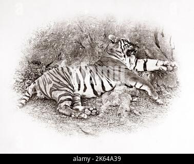 Tiger Hunt Serie von Colonel Willoughby Wallace Hooper, 1837-1912, fotografiert in den 1870er Jahren. Eines von 10 aufgeführten Bildern. Stockfoto