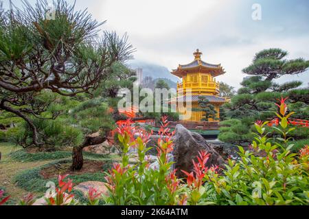 Fantastische Podokarp großblättrige Bonsai-Bäume und zentrale goldene Pagode - Pagodengebäude - im Nan Lian Garten und Seerosen in Hong Kong und Re Stockfoto