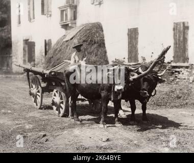 19. Jahrhundert Vintage-Foto - ein Paar von Ochsen, Ochsen, ziehen einen hölzernen Bauernwagen, Italien, um 1890. Stockfoto