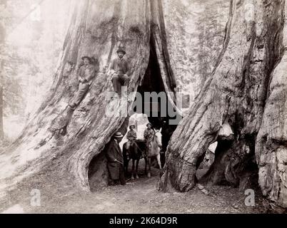 Vintage Ende 19th Jahrhundert Foto: Pferde, Reiter, hohl von großen Baum, Mariposa Grove, Kalifornien Stockfoto