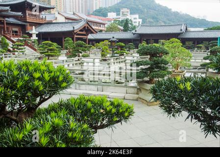 Fantastische Podokarp großblättrige Bonsai-Bäume im Nan Lian-Garten und blühende Seerosen, Pagodenbau (buddhistische Tempel?) Und moderne große Residenz Stockfoto