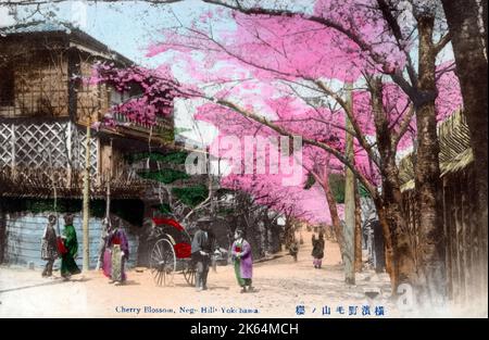 Cherry Blossom, Noge Hill, Nogeyama Park, Yokohama, Japan. Stockfoto