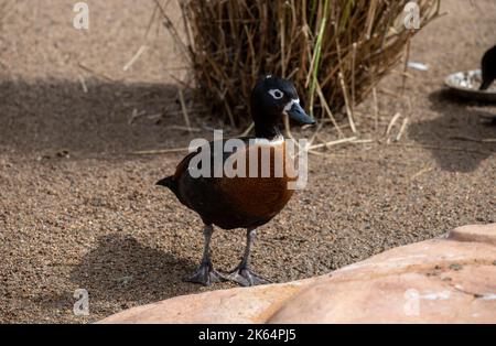 Eine australische Shelduck (Tadorna tadornoides) im Featherdale Wildlife Park in Sydney, New South Wales, Australien. (Foto von Tara Chand Malhotra) Stockfoto