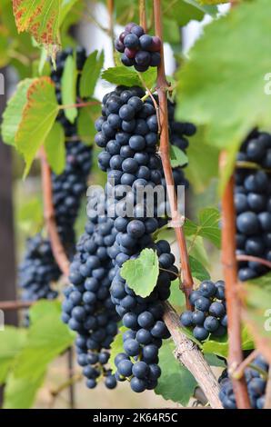 Rotwein-Traubenhaufen reifen zur Erntezeit. Konzept der Weinherstellung. Stockfoto