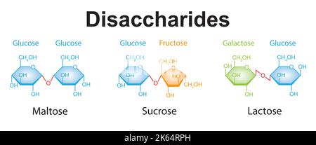 Chemische Illustration von Disacchariden. Maltose, Sucrose Und Laktose. Bunte Symbole. Vektorgrafik. Stock Vektor