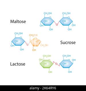 Chemische Illustration von Disacchariden. Maltose, Sucrose Und Laktose. Bunte Symbole. Vektorgrafik. Stock Vektor