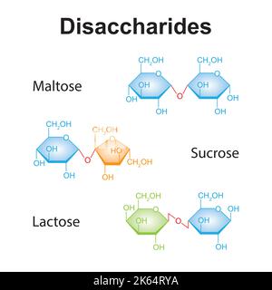 Chemische Illustration von Disacchariden. Maltose, Sucrose Und Laktose. Bunte Symbole. Vektorgrafik. Stock Vektor