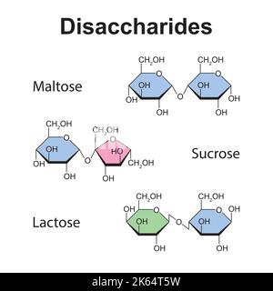 Chemische Illustration von Disacchariden. Maltose, Sucrose Und Laktose. Bunte Symbole. Vektorgrafik. Stock Vektor