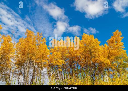 Herbstbirken vor blauer Himmelslandschaft in den Prärien von Southern Alberta in der Nähe von Calgary, Kanada. Natur Saison Hintergrund. Stockfoto
